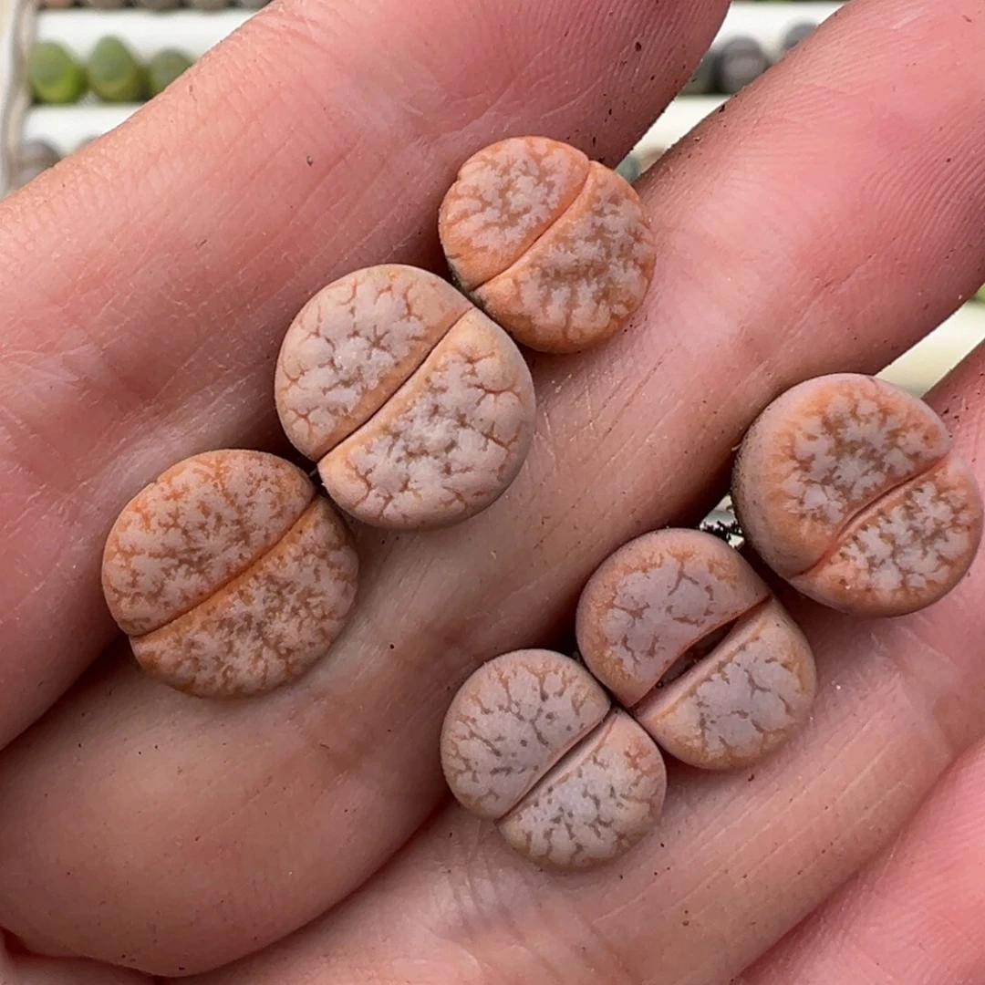 12.11好看的多肉脱土发货739