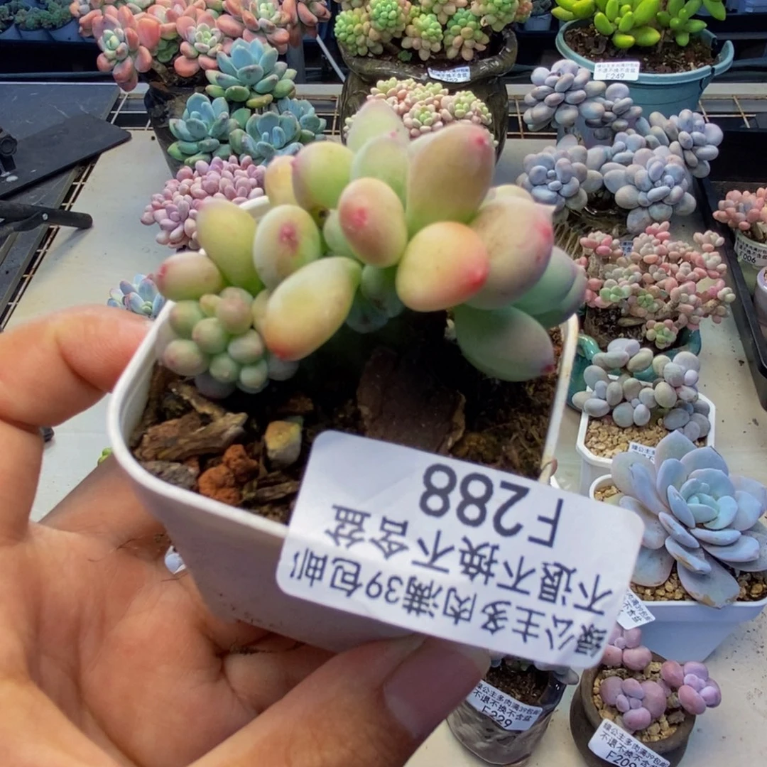 288苹果奶多肉4cm