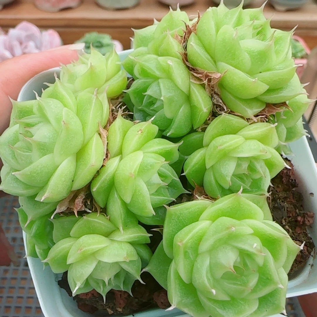 花语逸镜0926-23散