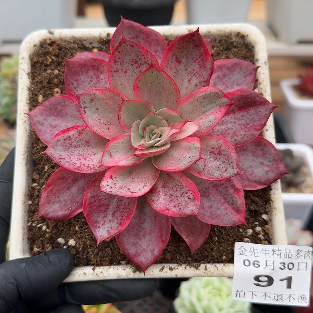 0630-91罗马杂锦单头