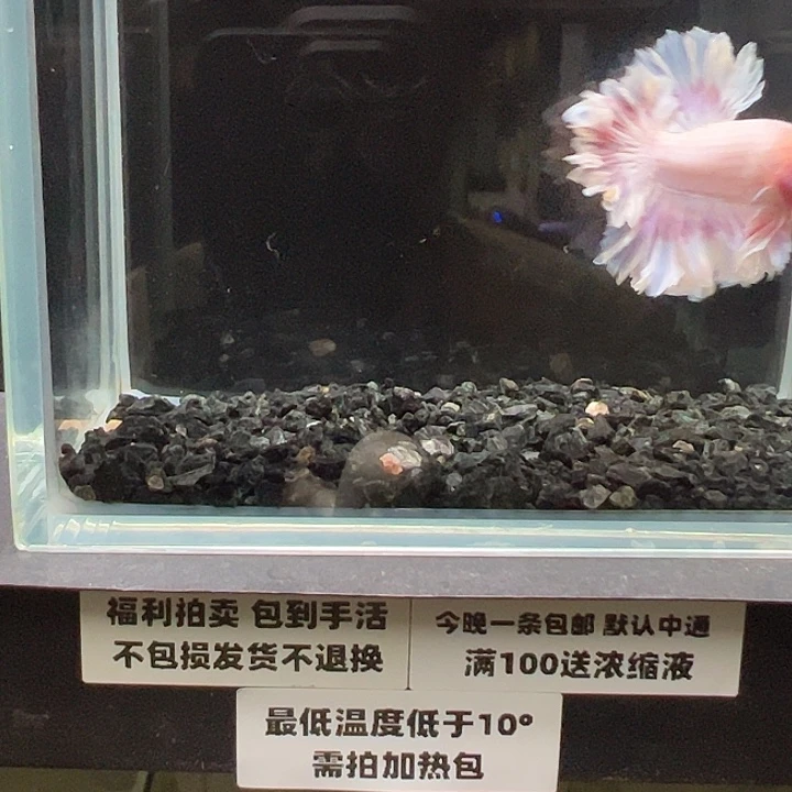 斗鱼竞拍跑单拉黑16日71