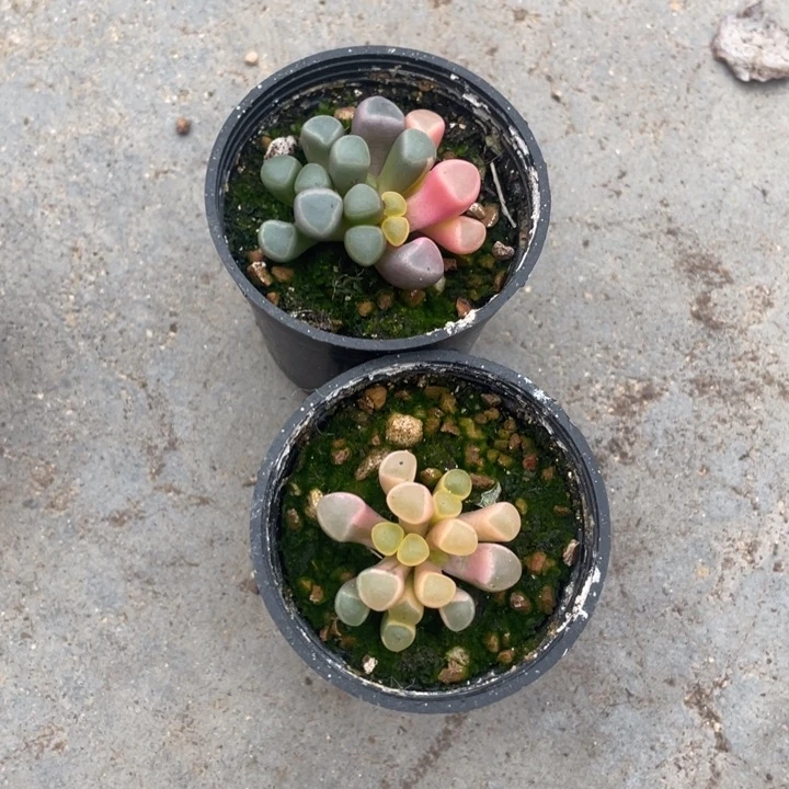 耐**r五十林玉锦55555555555