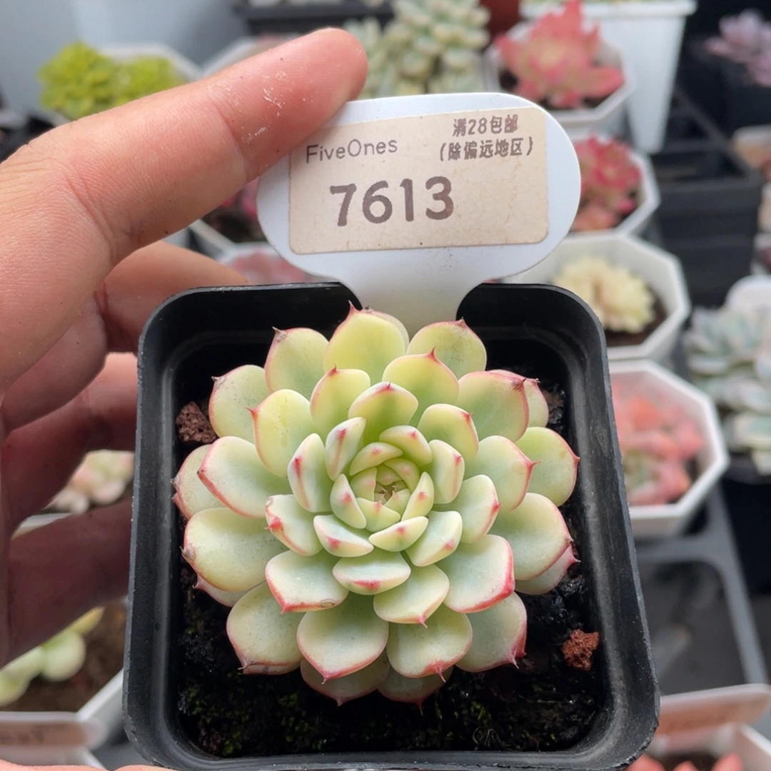 姬莲锦7613-5.5厘米