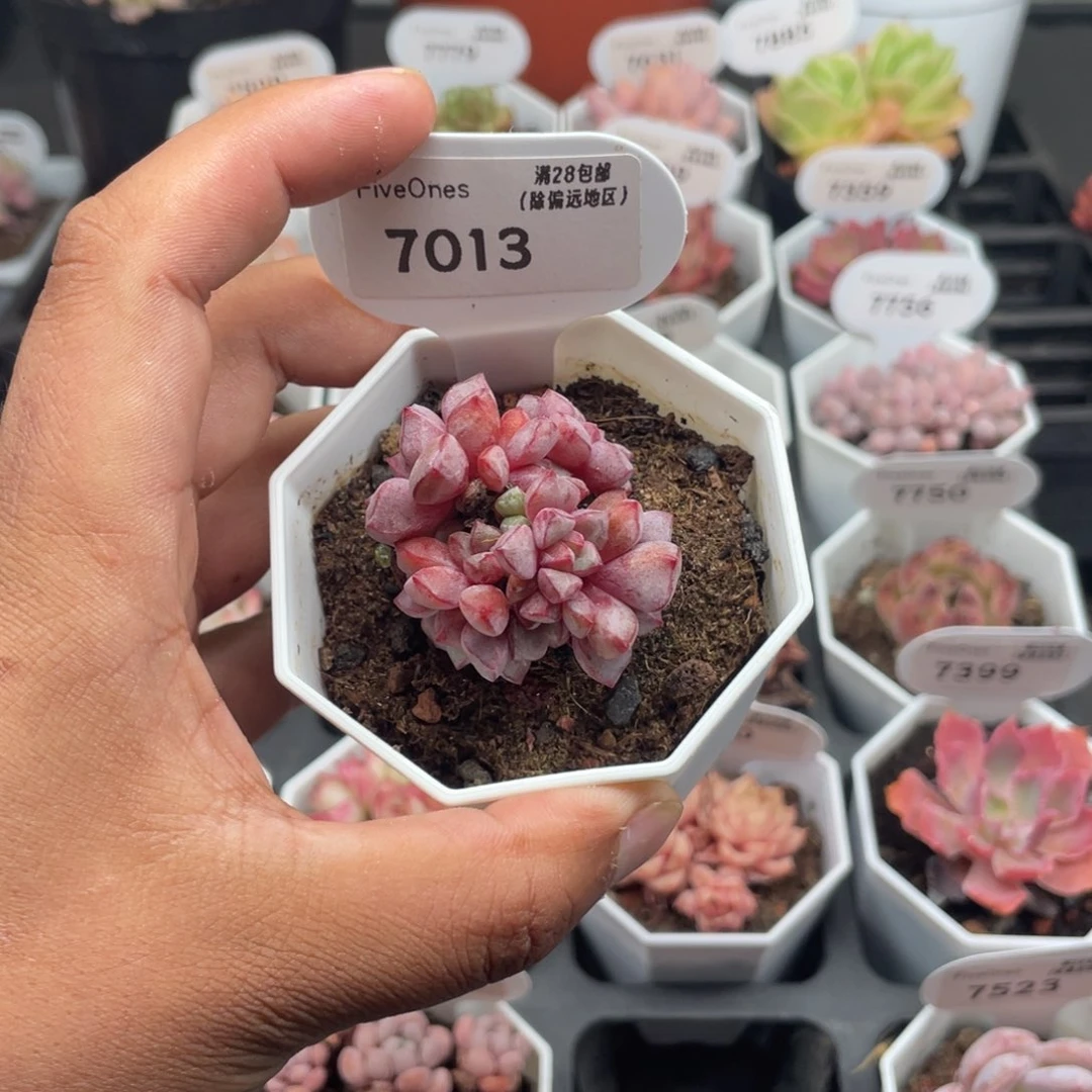 反****?7013蓝宝石4.0厘米