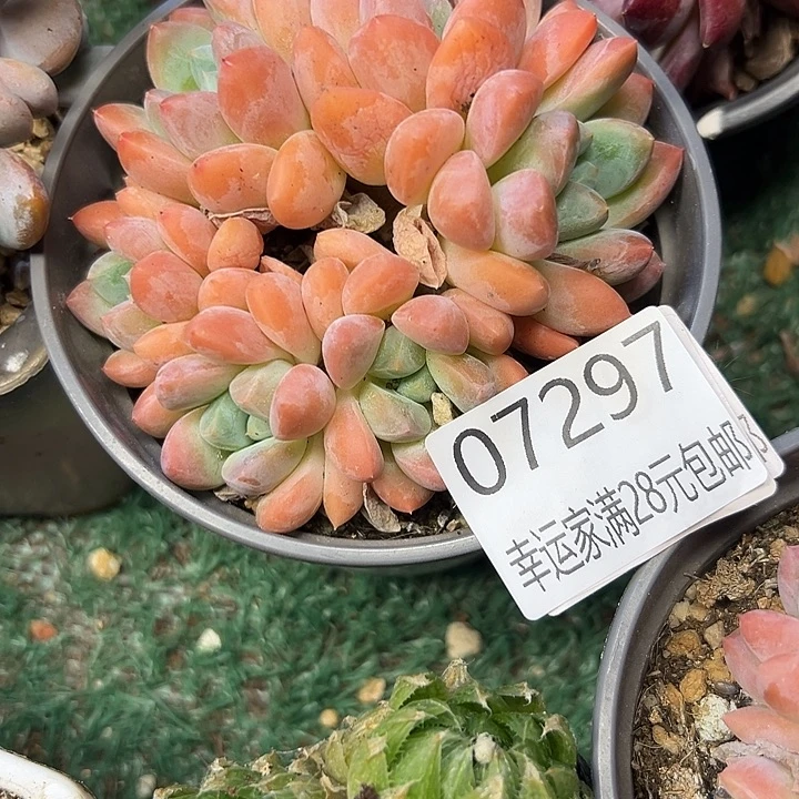 幸运的是我还没遇到过