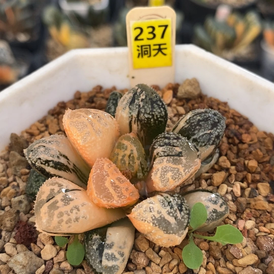 不开花植物237莫多十二卷