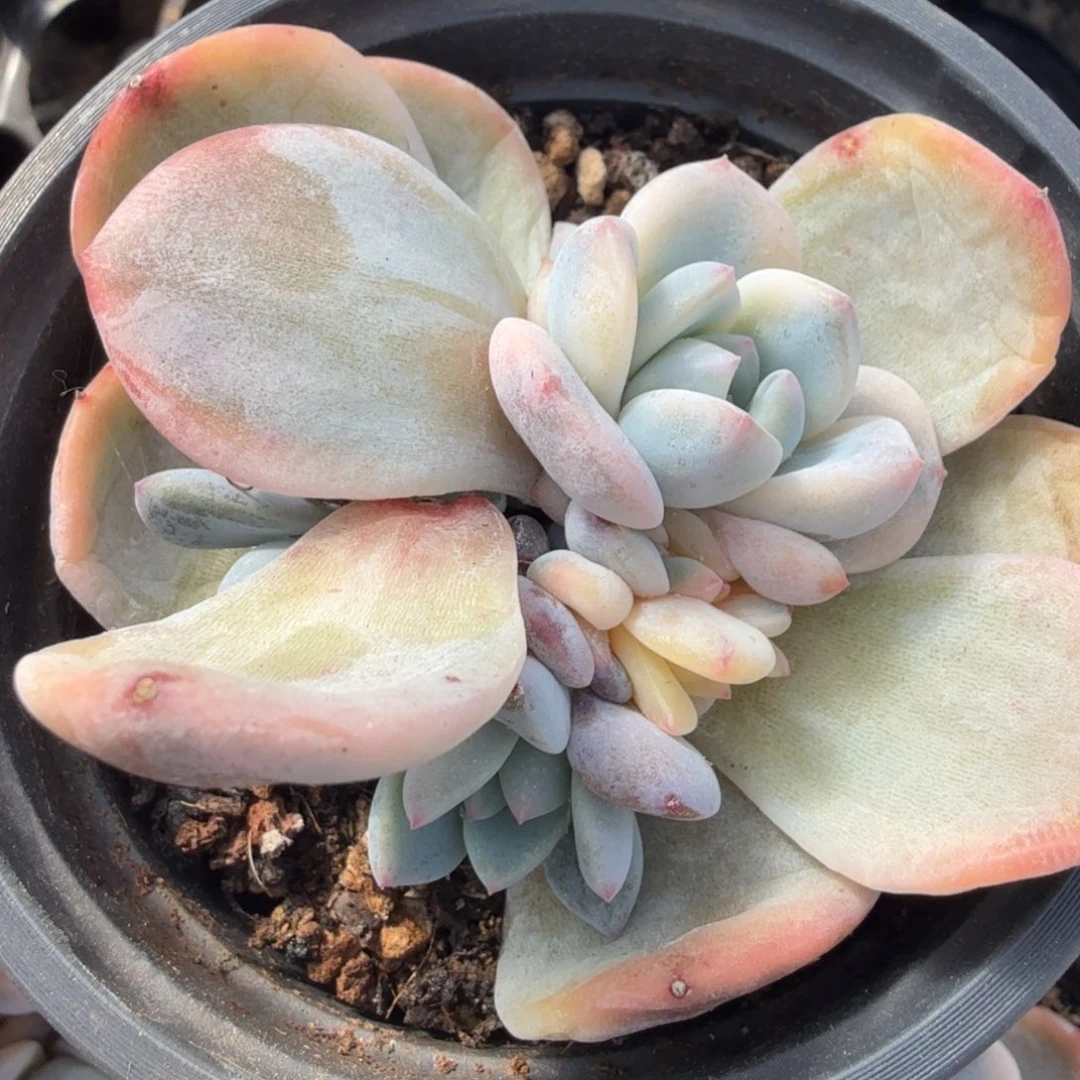 橙梦露锦腹轮锦大锦边