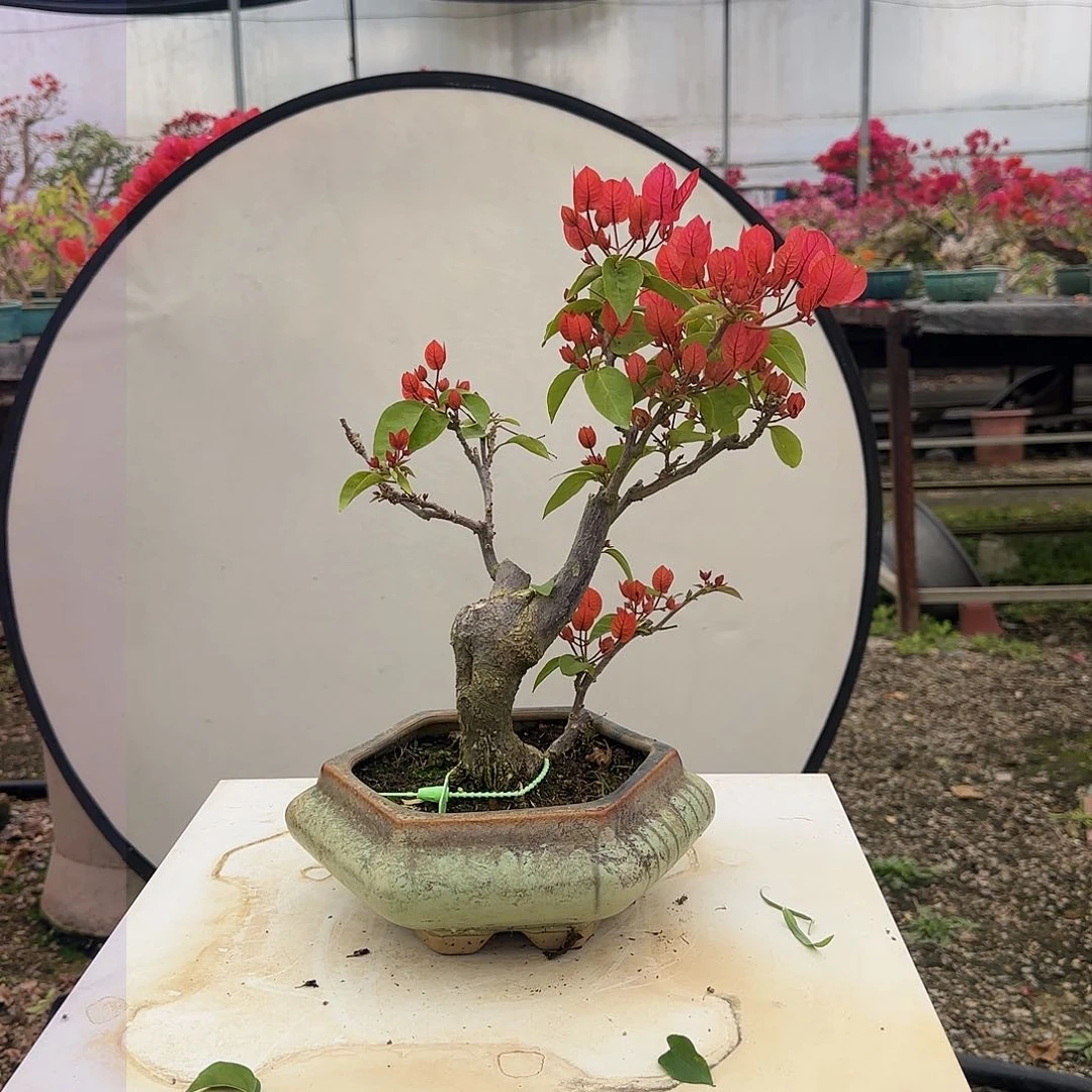 人**操同安红三角梅  人有