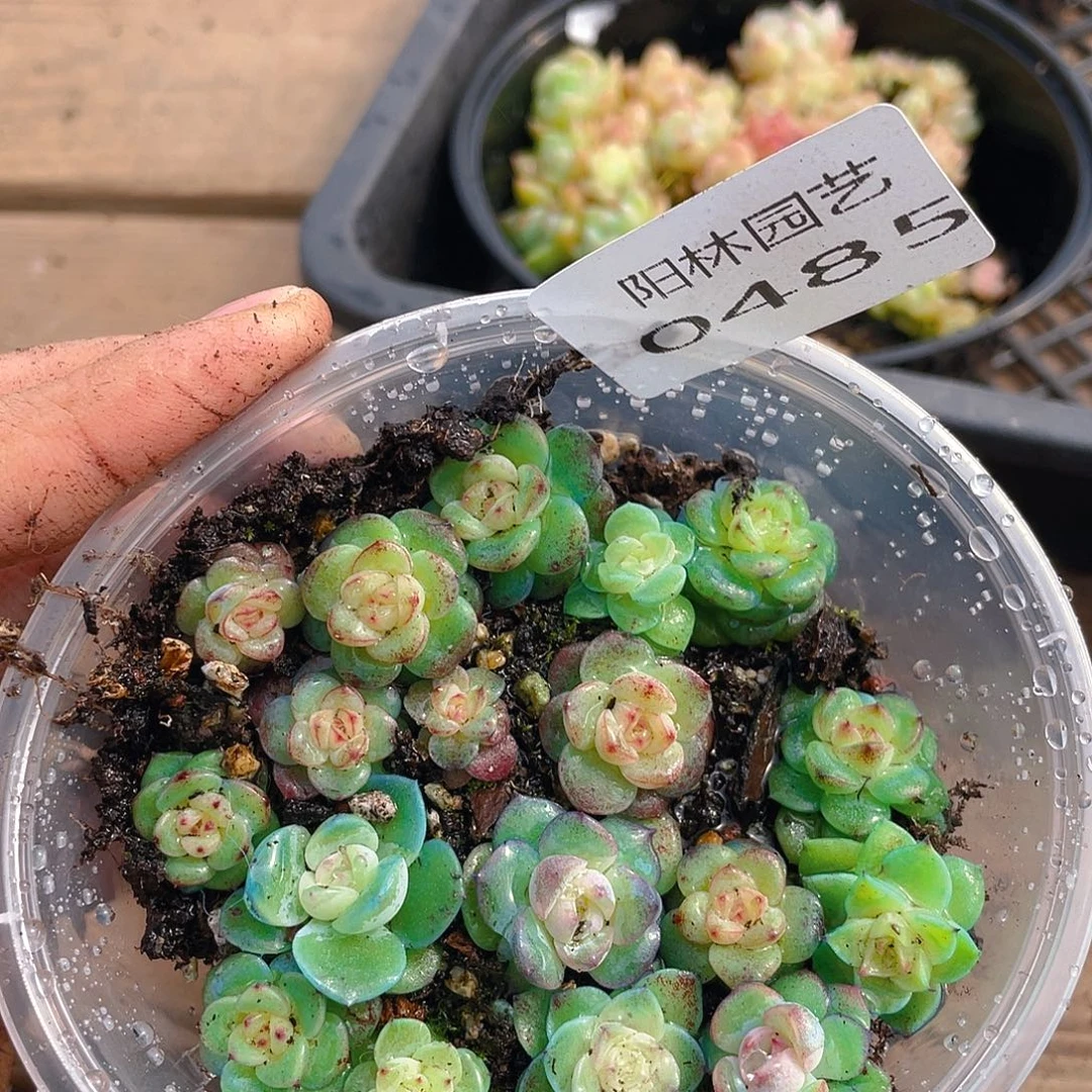 多肉植物多肉植物485