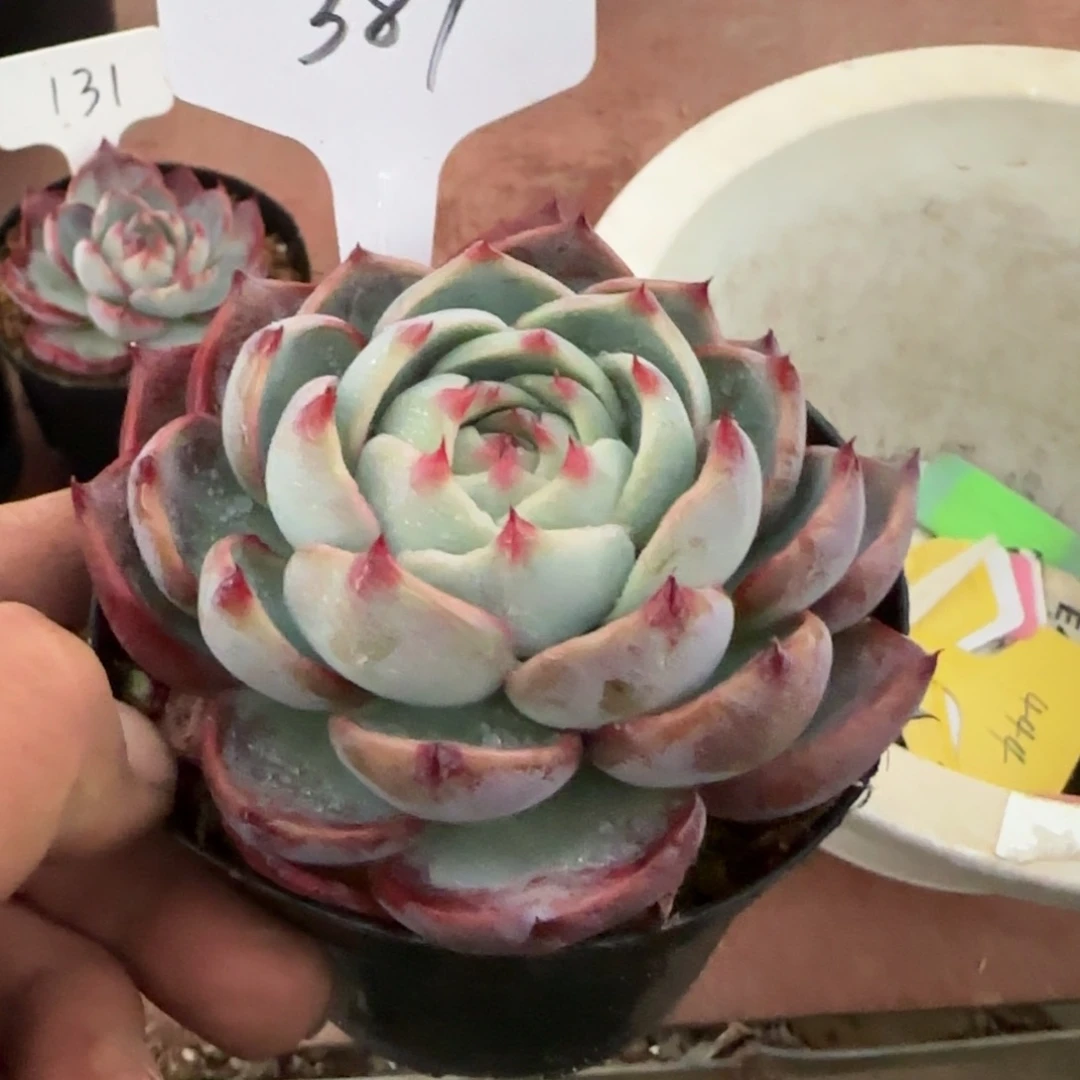 惊鸿一物一拍包装收缩花旱389