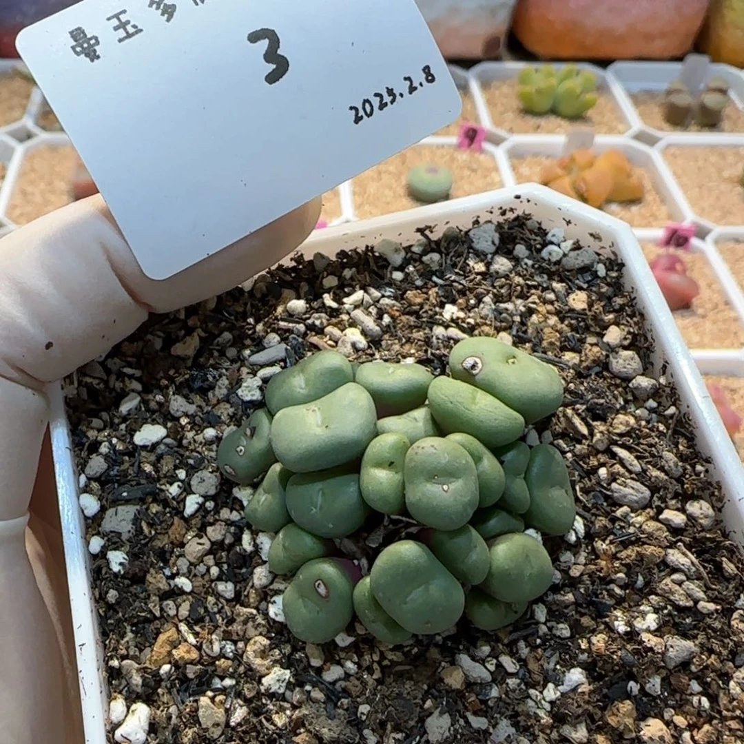 多肉多肉多肉2.8-003红小丁