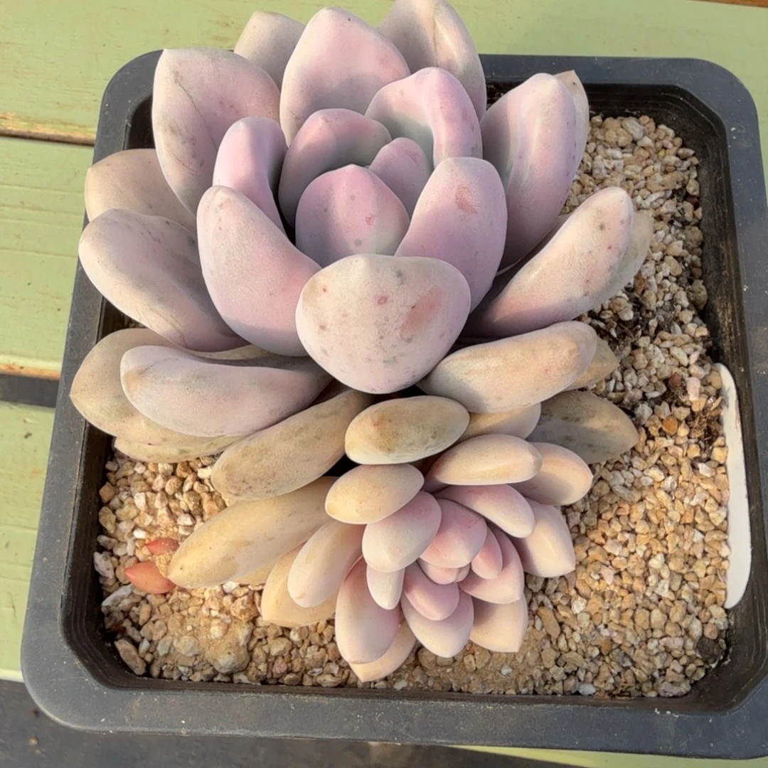 奥普锦锦上园艺一物一拍