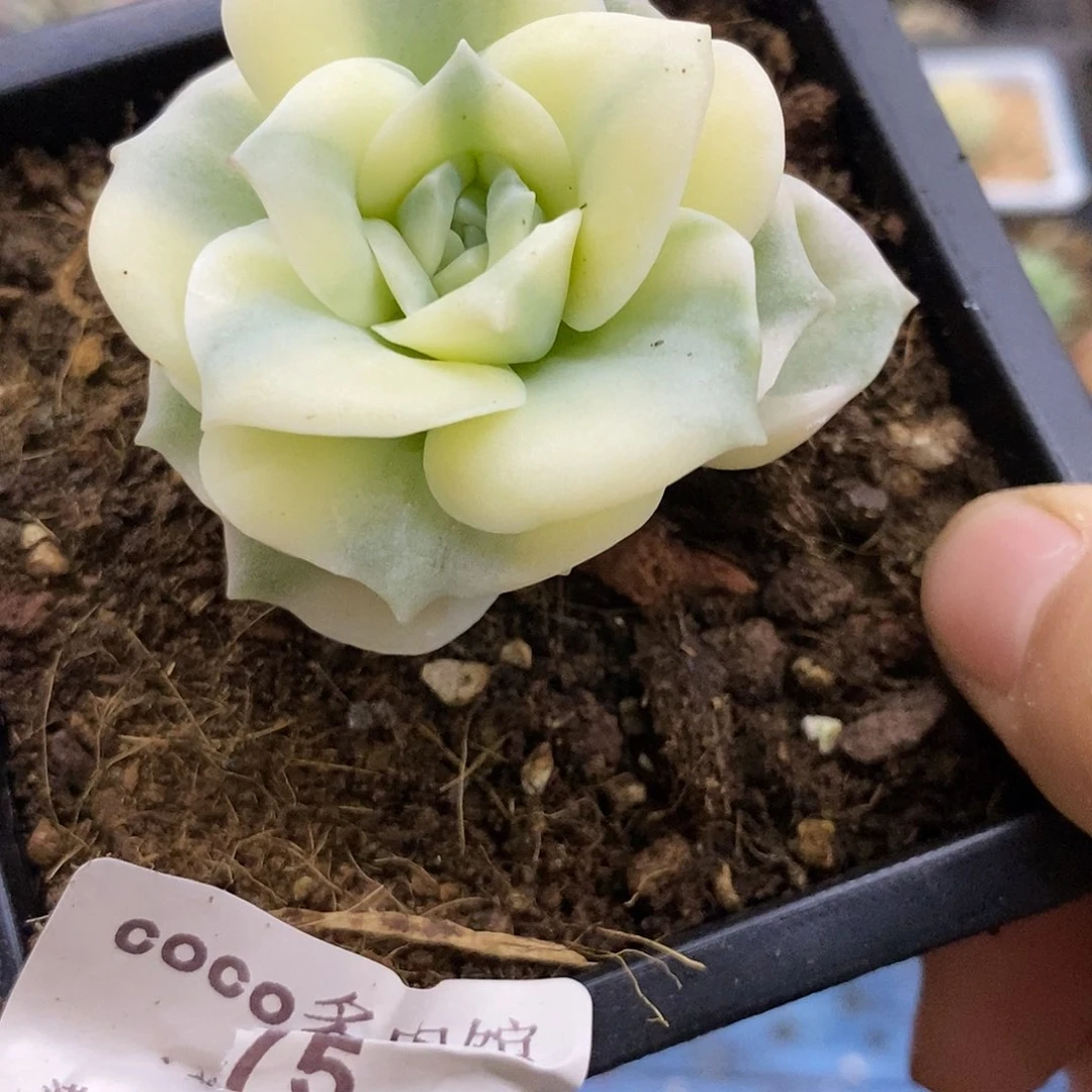 75可爱玫瑰锦炸多肉植物