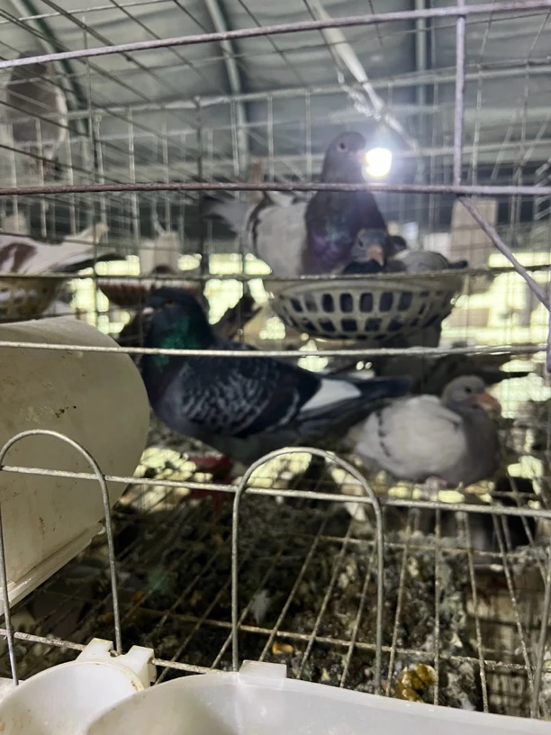 花红色白色黑色花色灰色银王青年肉鸽
