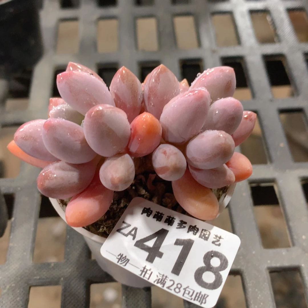 肉萌萌拇指盆精控多肉ZA418