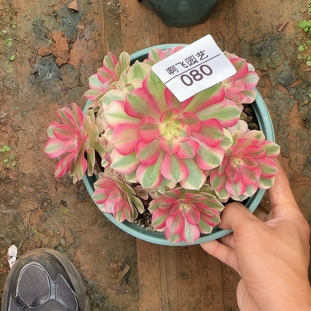 080多肉 倾城法师福利
