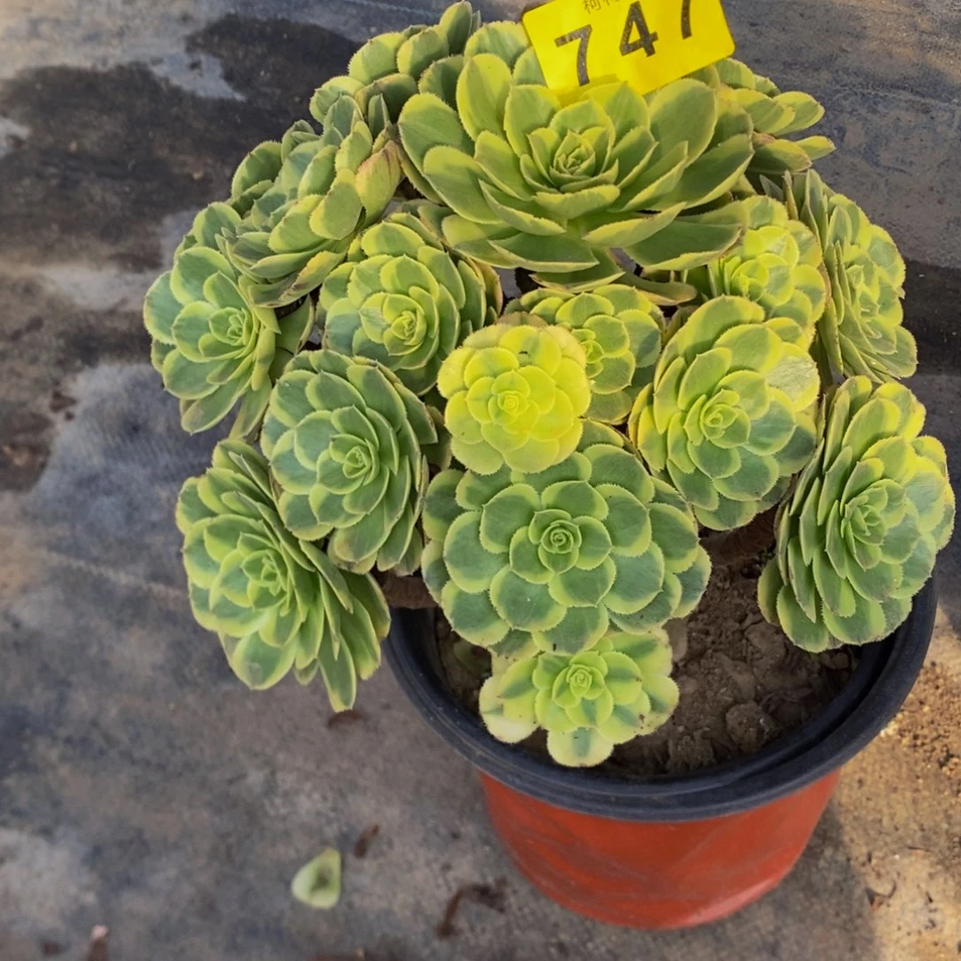 徐***饨多肉000074700000