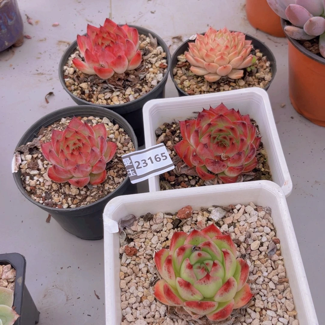 五颗多肉植物23165