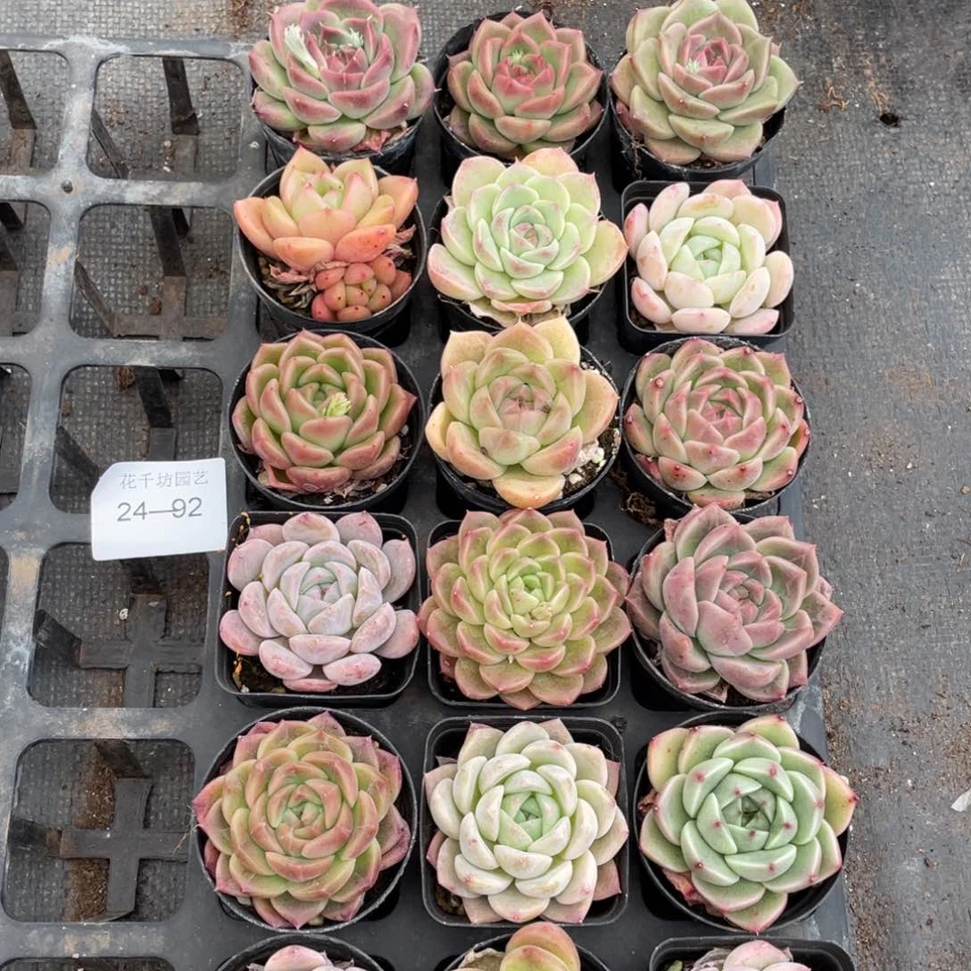 一物一拍18颗24-92