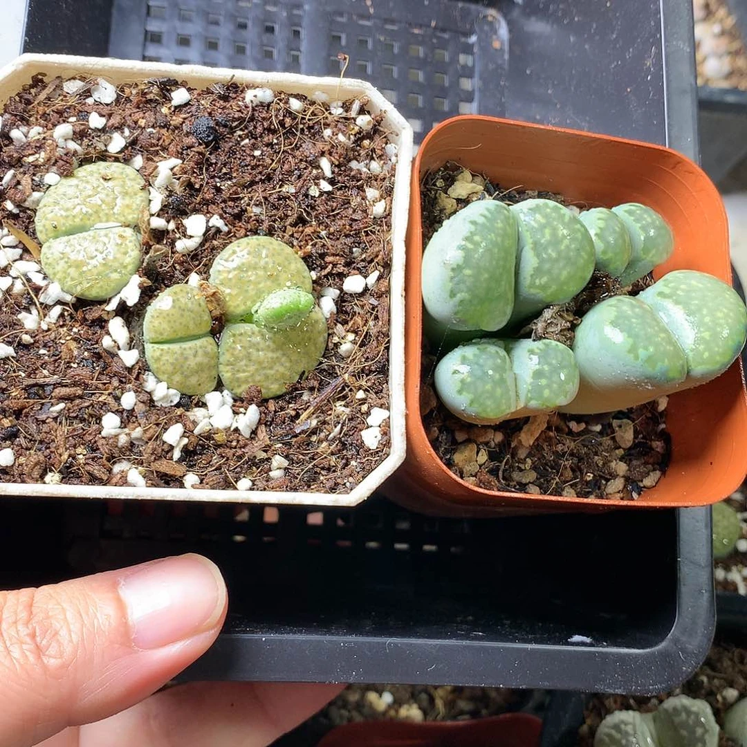 Z**~K289多肉植物保护