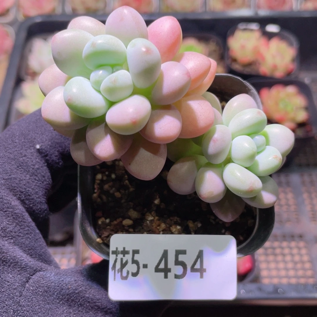 花利美5-454洛神双头