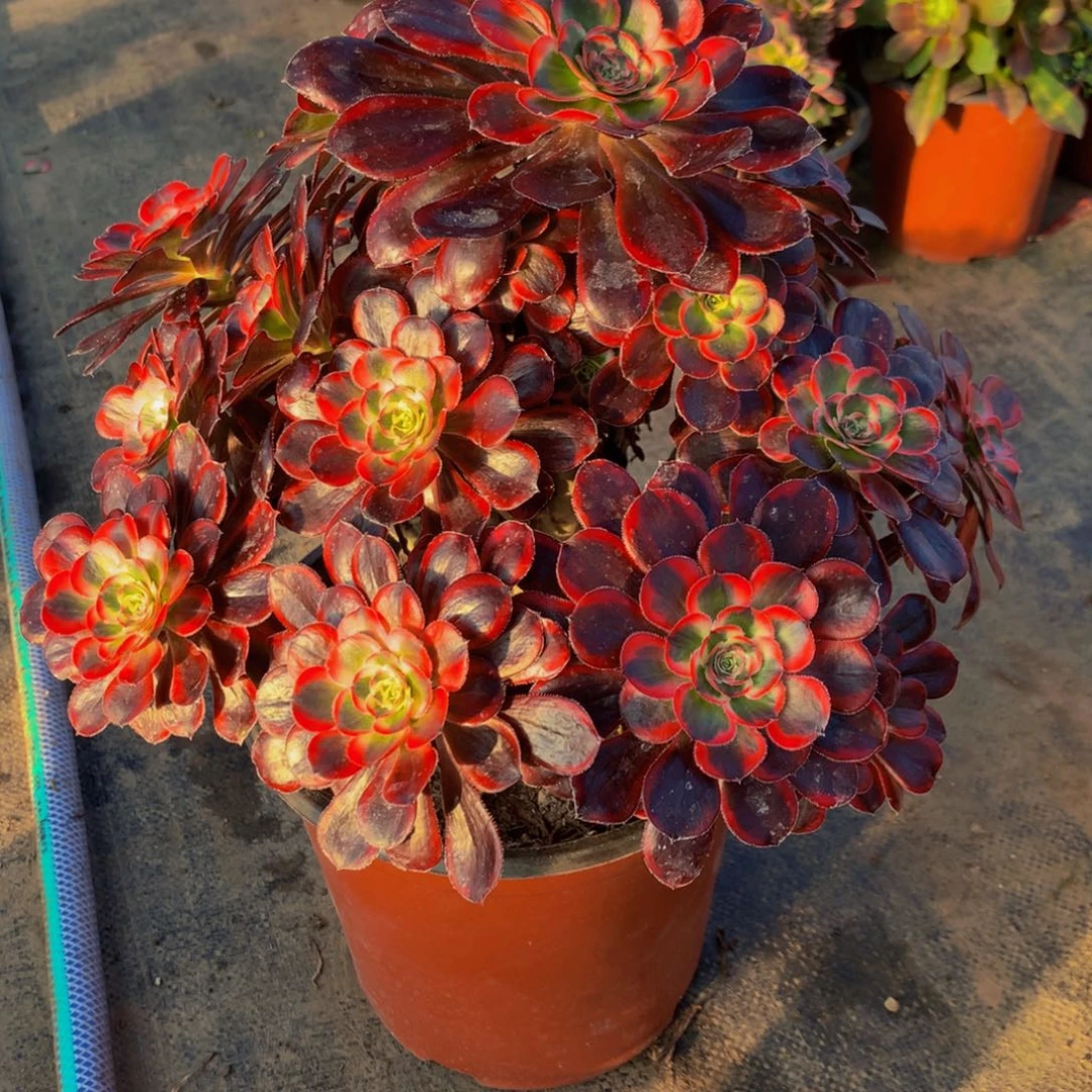 【闪购商品】482香奈儿