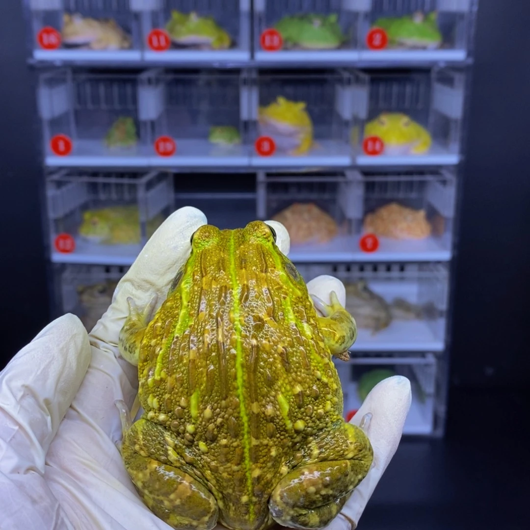 角蛙非牛➕加热垫➕盒子