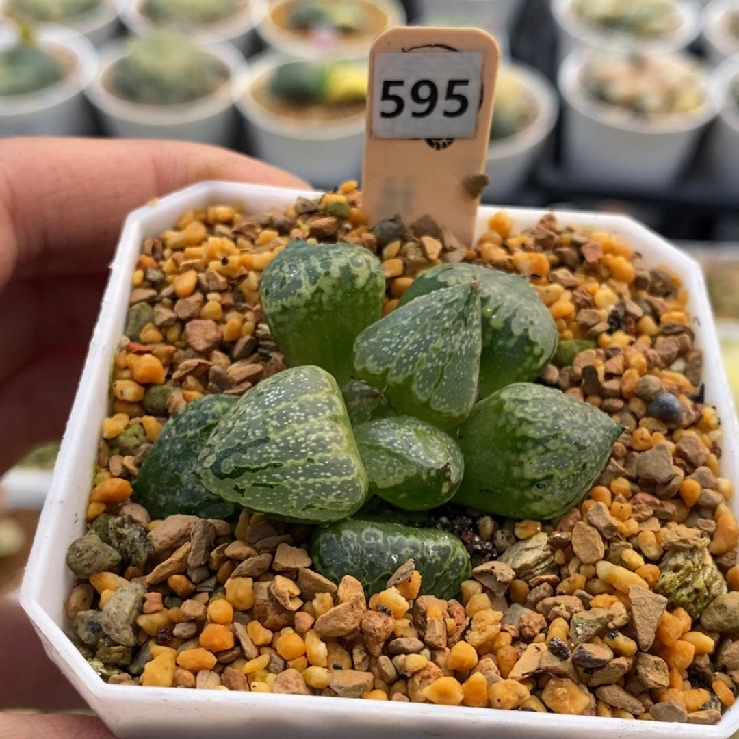 595号裹白银多肉植物