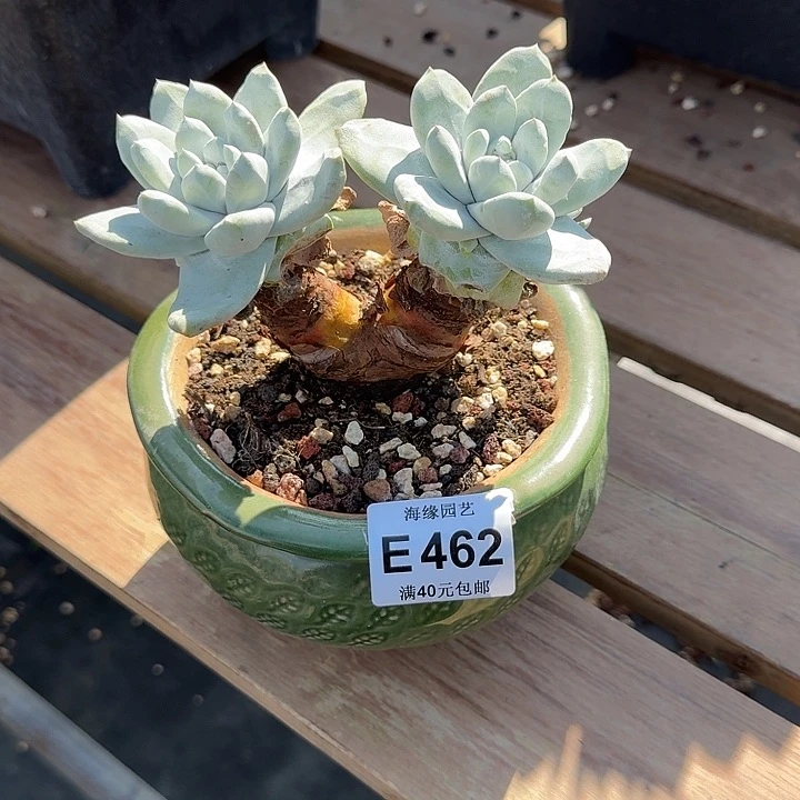 ?**呀拇指多肉植物