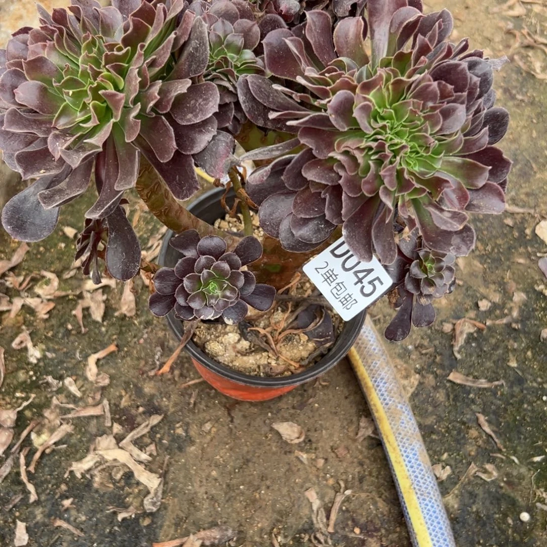 045多肉   欧紫不包断头