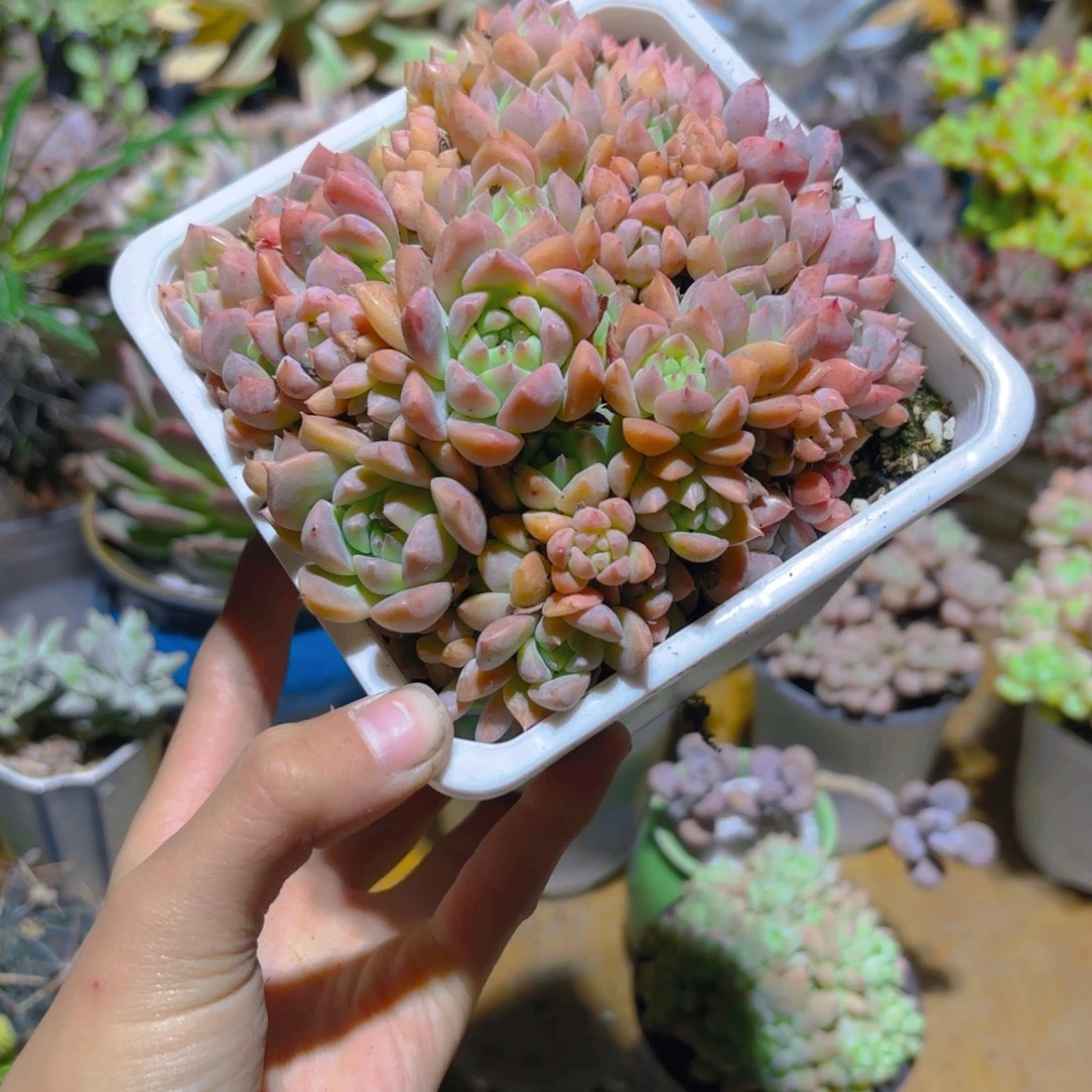 霜花小新疆包邮新疆包邮
