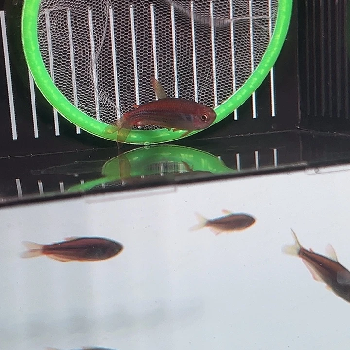 甜***吃灯科鱼湾湾彩虹星钻发色