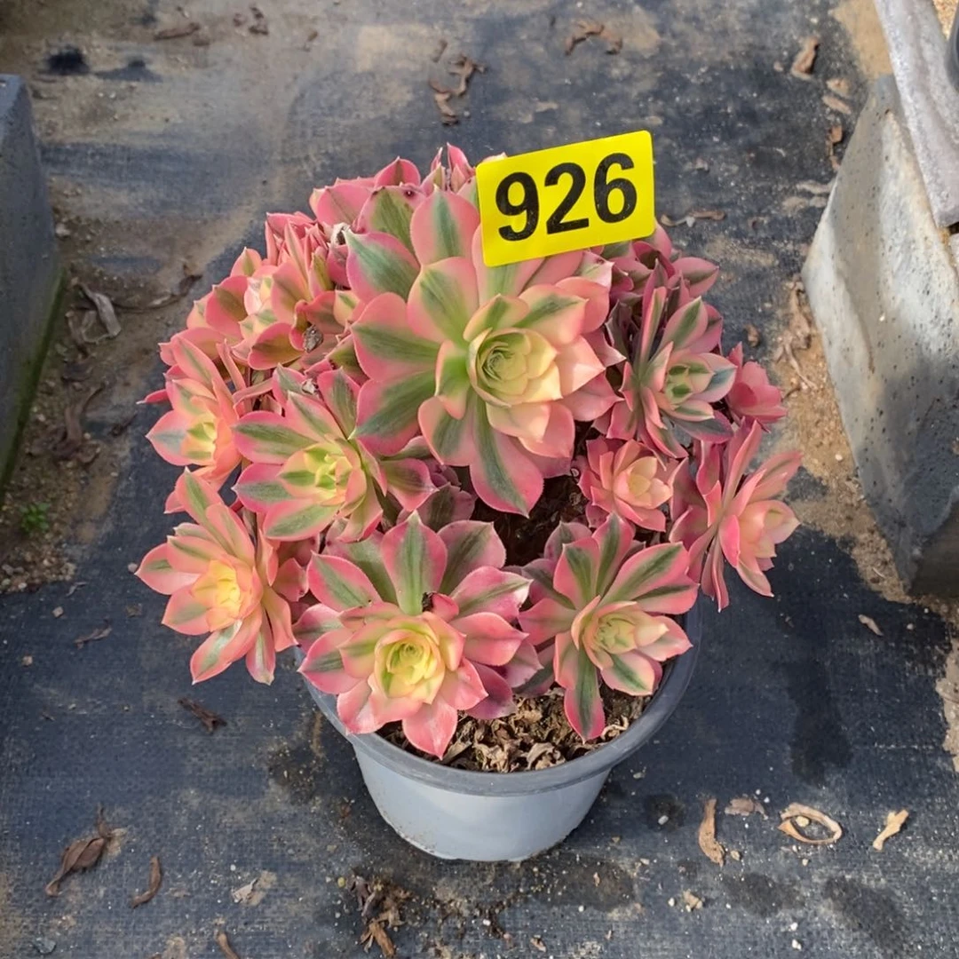 粉女巫多肉法师926