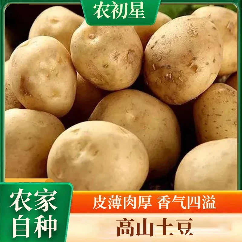 【舌尖美味】网红洋芋高山土家特色皮薄肉厚粉糯香甜土豆现挖现发