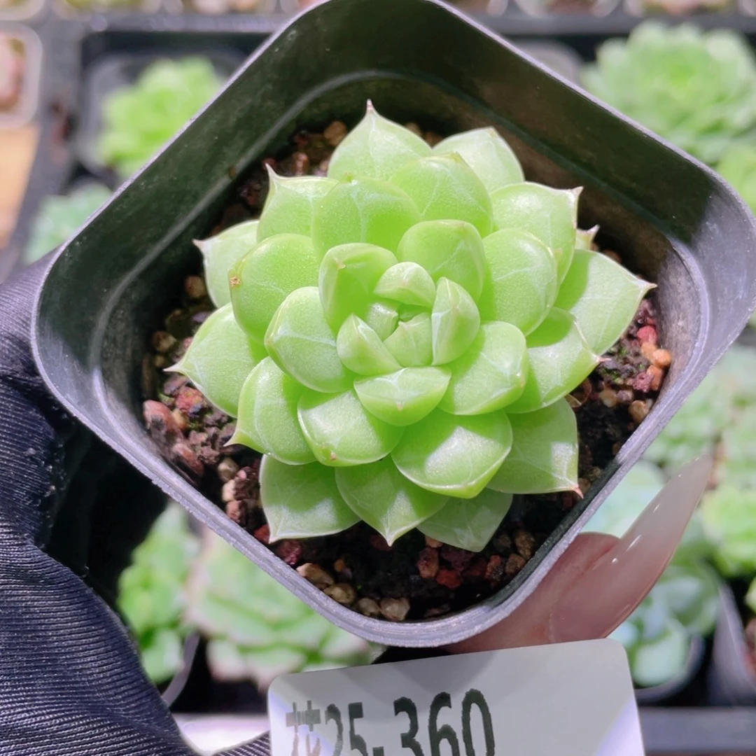 花利美25-360麦秆