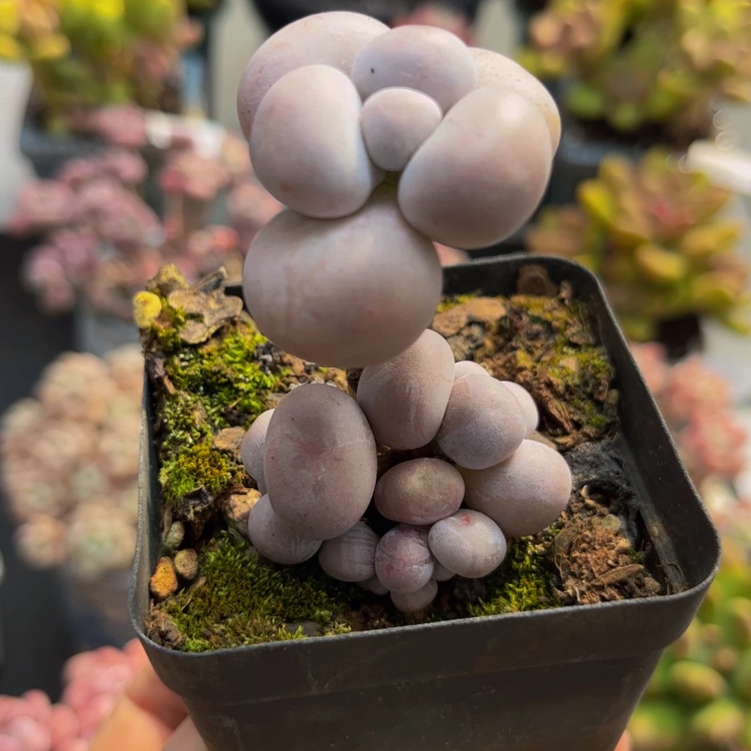 885芭比奶酪3cm多肉植物