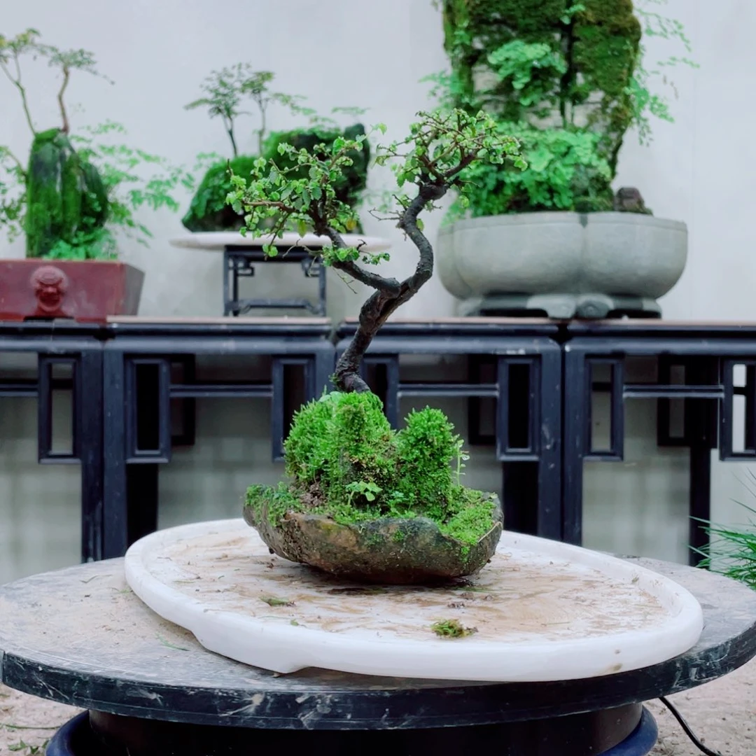 无铅玻璃云***师铁线蕨等植物的叶片上
