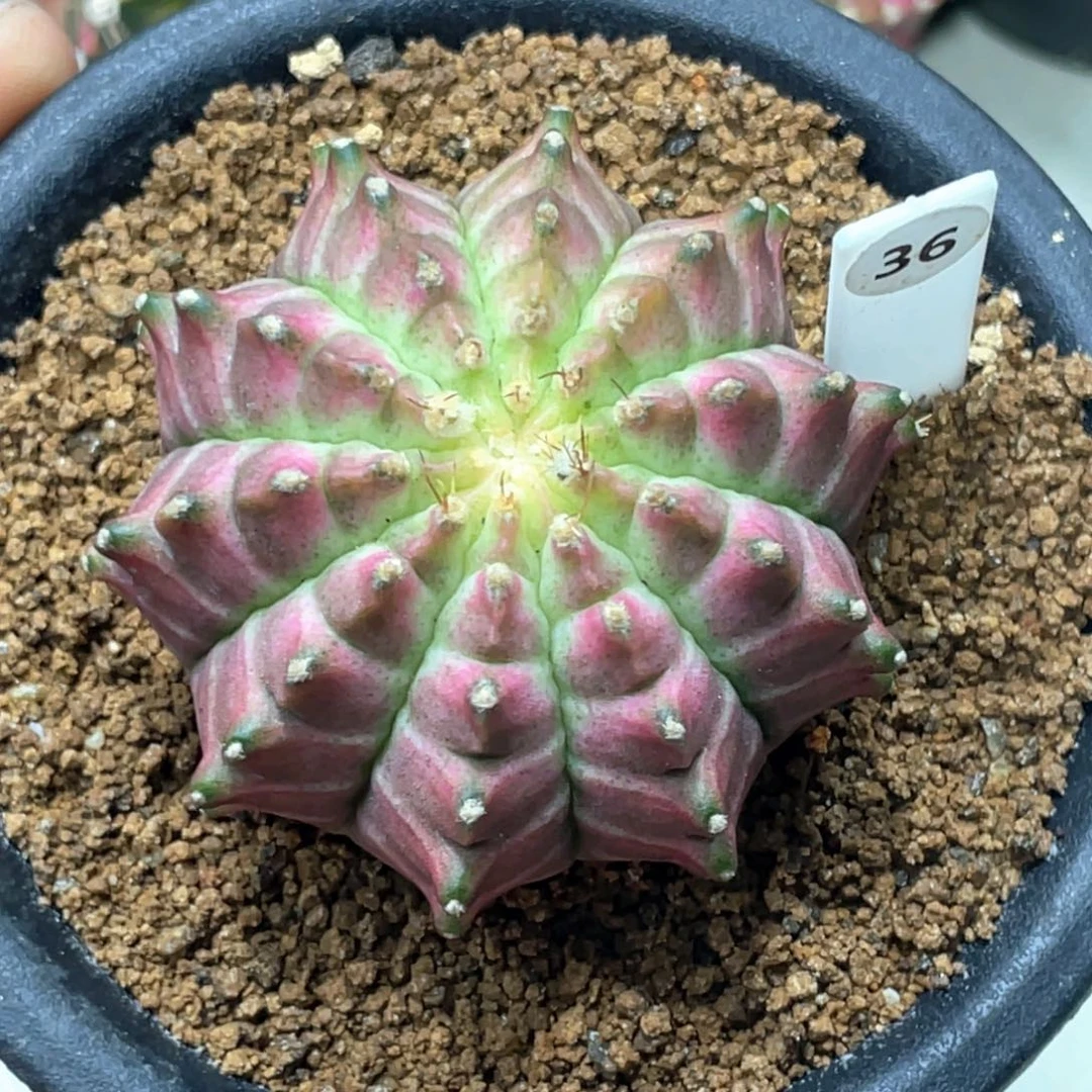 当前无花朵，栽培后可花朵白底粉被轮回5