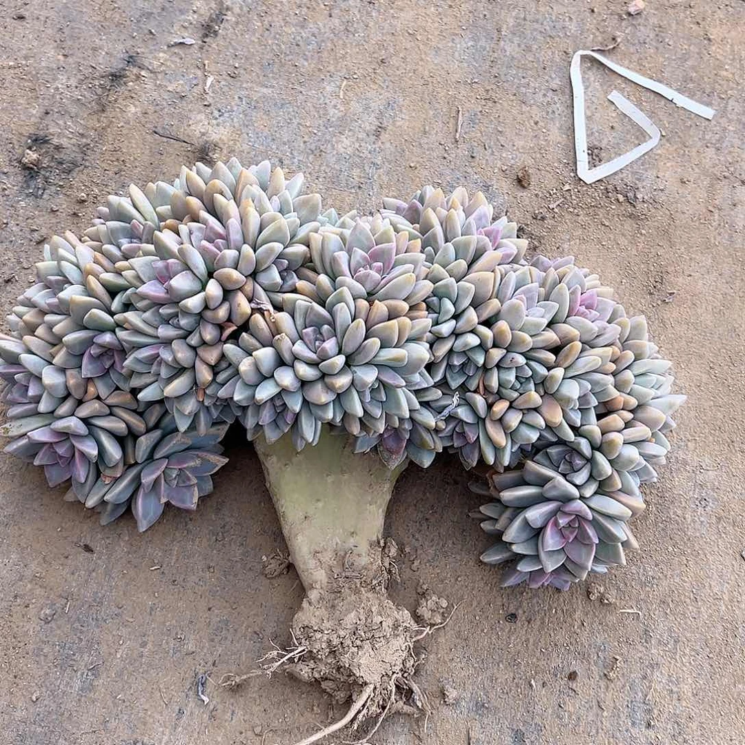 乔****20号淡雪缀化一物一拍