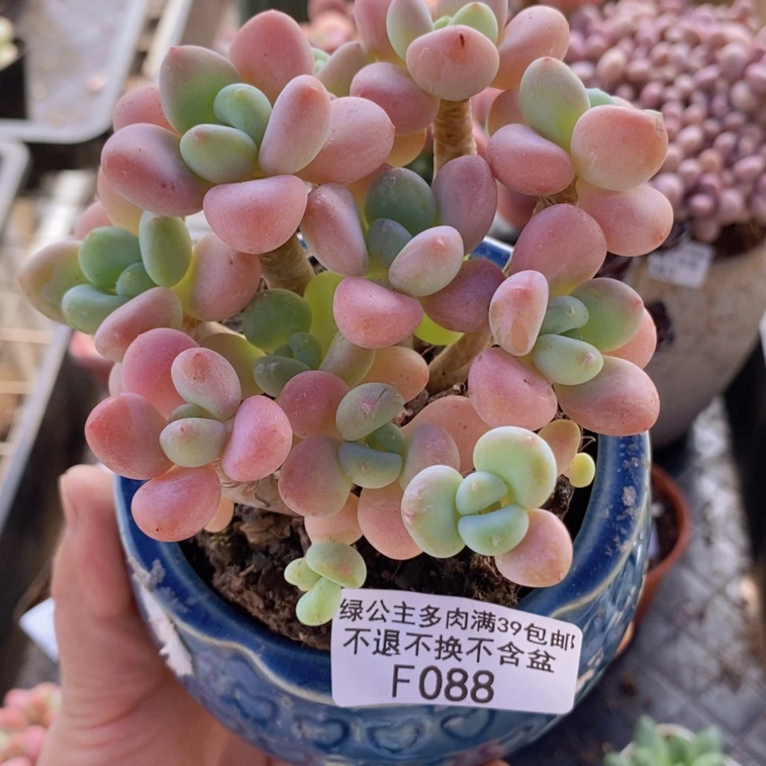 香水洛神老桩10cm088多肉