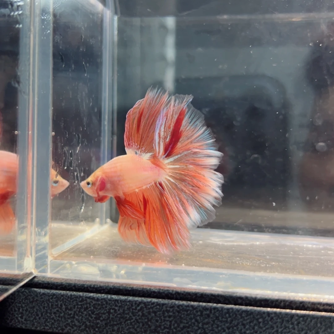 斗鱼浅色仙仙裙特殊尾