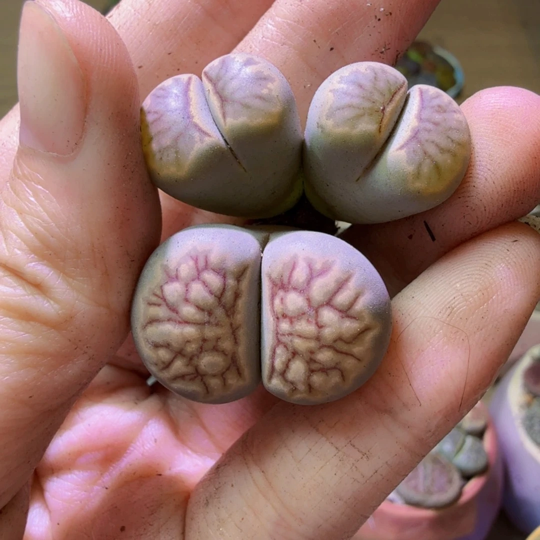 甜***米多肉植物和植物等17