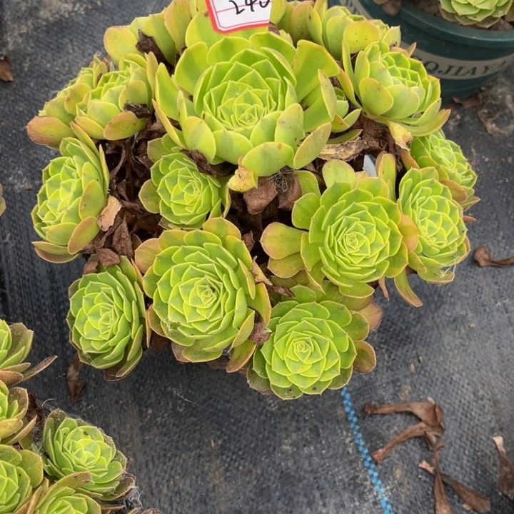 240雨荷多肉植物法师