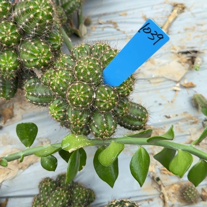 一*糖矮胖白檀798白檀1039