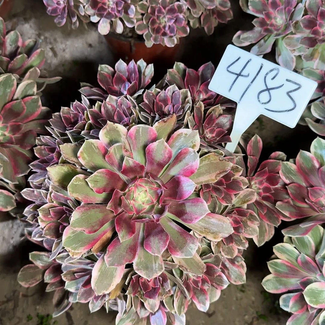 4183浣纱多肉法师