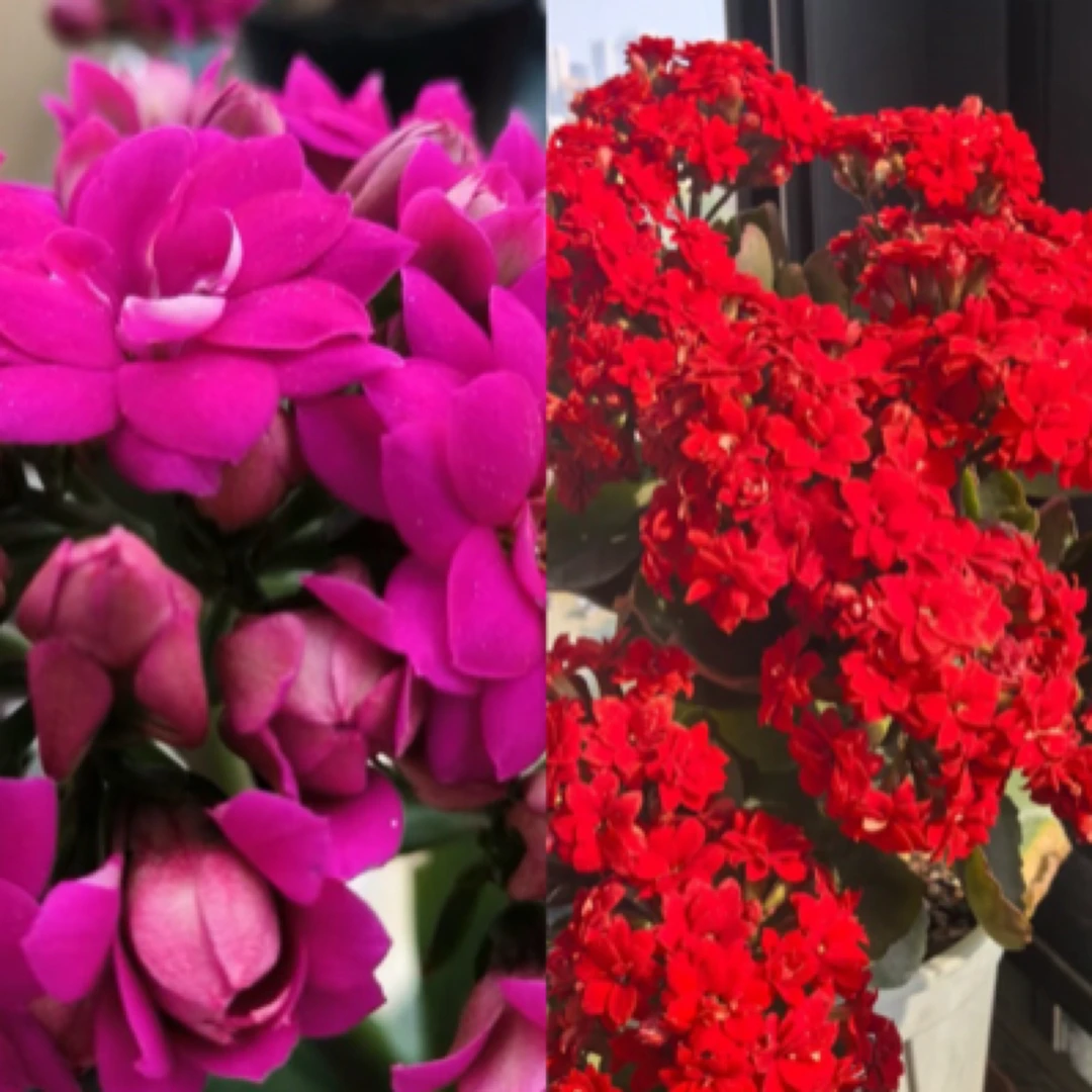 【喜庆➕紫罗兰】两盆重瓣长寿花