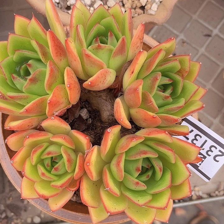 东云杂朵朵23137多肉植物