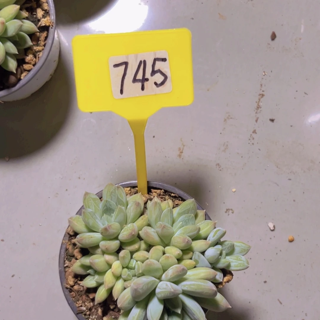 多肉植物745多米