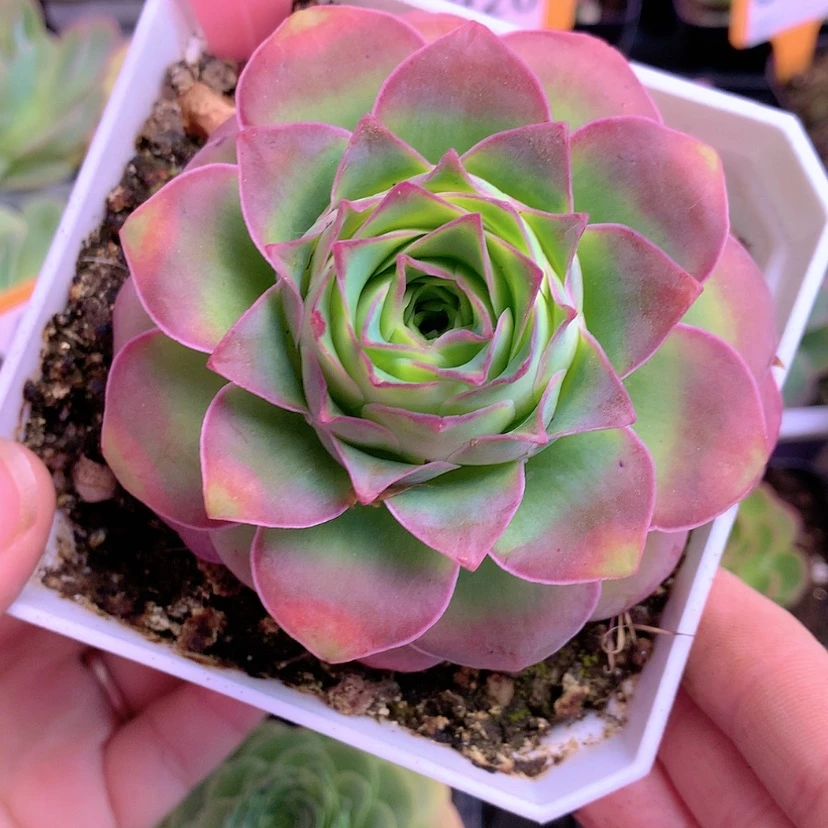 【闪购商品】yjj353刺猬黄金