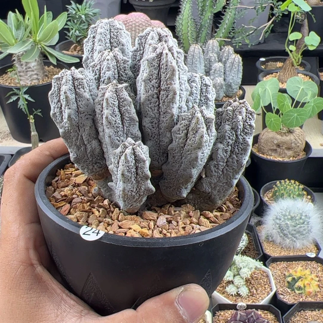 水泥柱群一物一拍默认脱土发